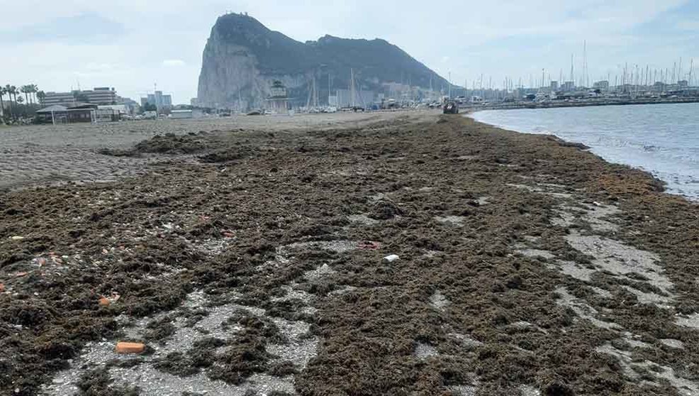 Alga invasora en las playas de La Línea de la Concepción